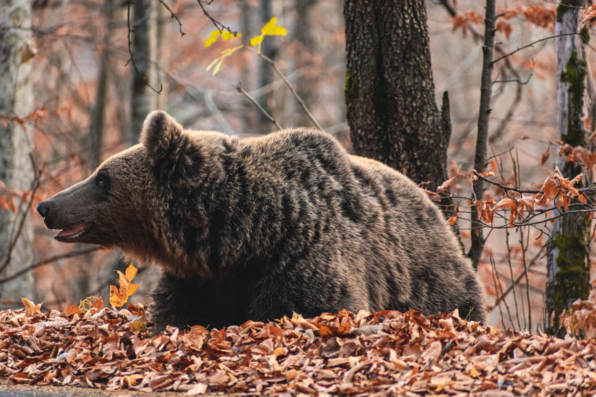 Ours brun dans une forêt