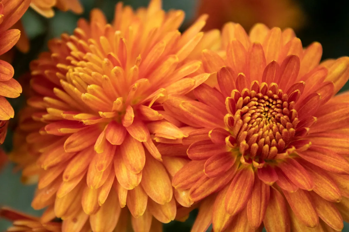 Chrysanthèmes en fleur, symbole associé à la Toussaint en France et à la famille impériale au Japon