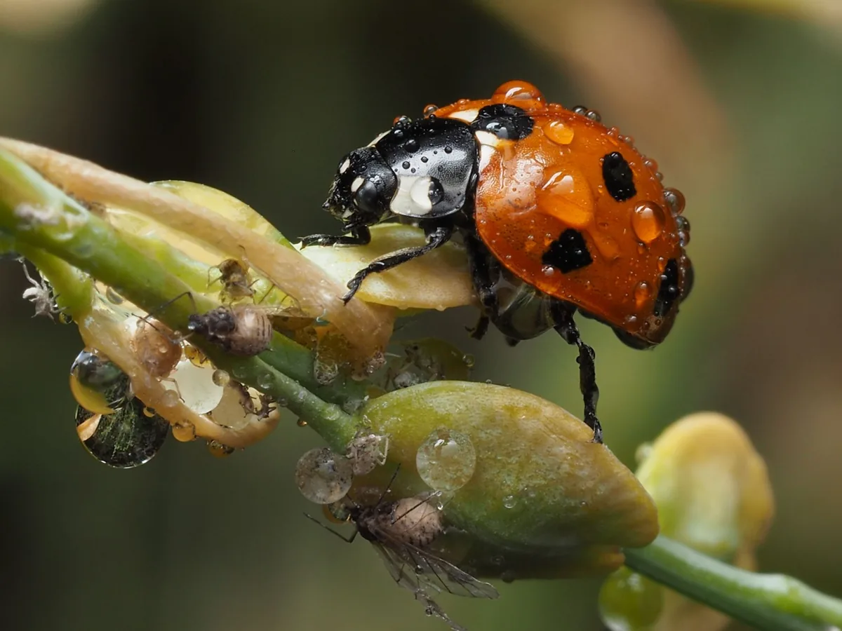 Larve de coccinelle au milieu de pucerons sur une tige