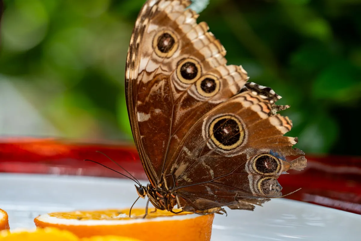 Gros plan sur les ailes déployées d'un papillon
