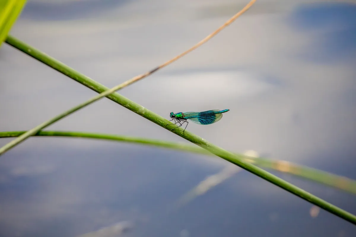 Libellule posée près d'un point d'eau, illustration du cadre naturel du folklore européen