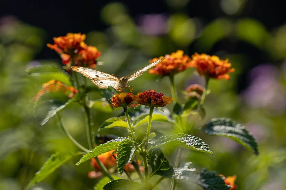 Papillon posé sur une fleur