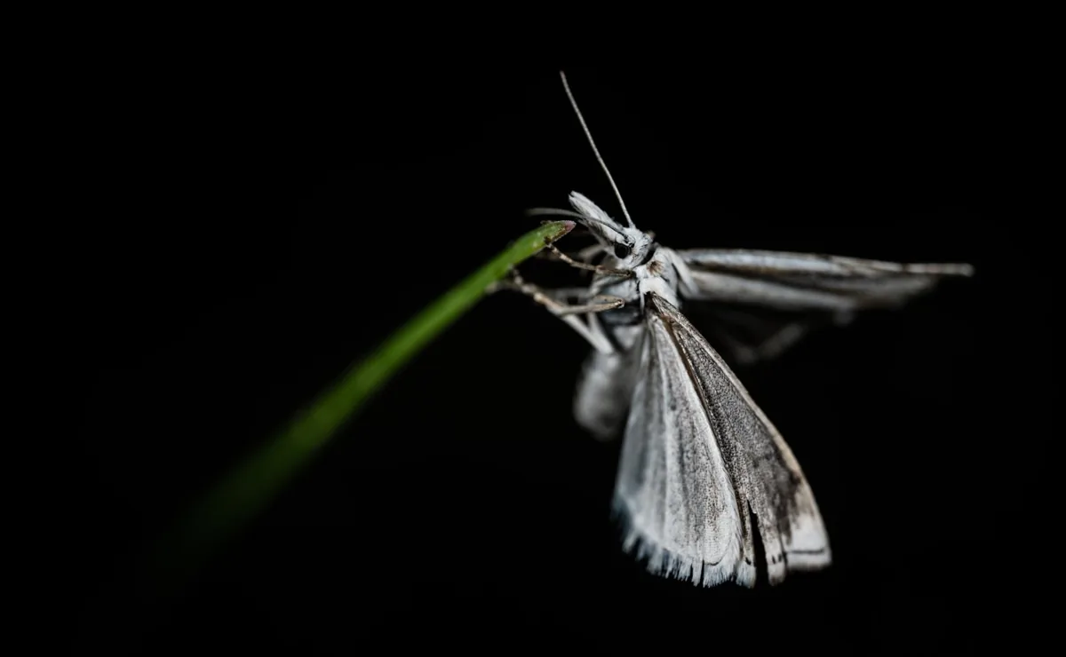 Papillon de nuit aux ailes sombres