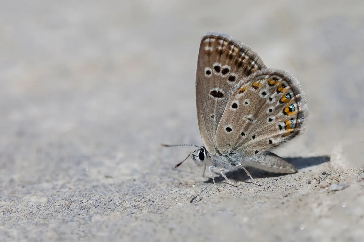 Papillon photographié en gros plan, ailes détaillées