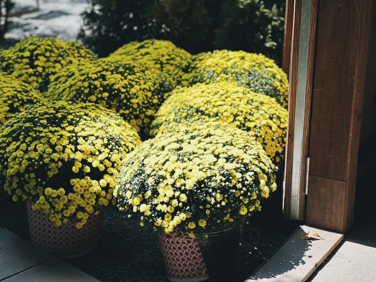 Pots de chrysanthèmes jaunes alignés à l'automne