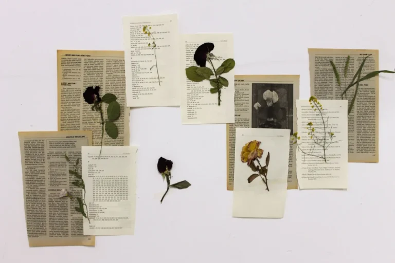 Signification des fleurs : le répertoire fleur par fleur, sourcé