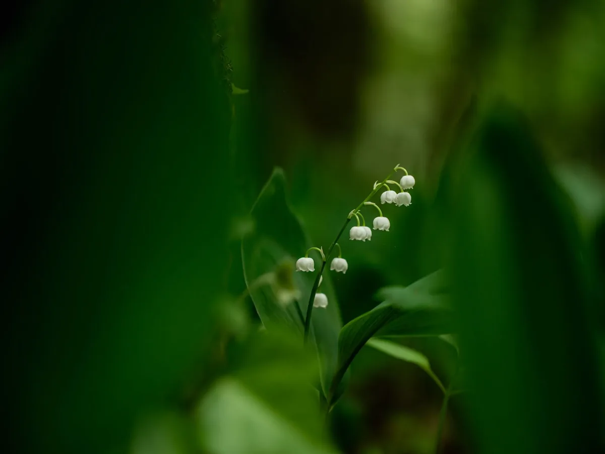 Brins de muguet blanc en fleur au printemps