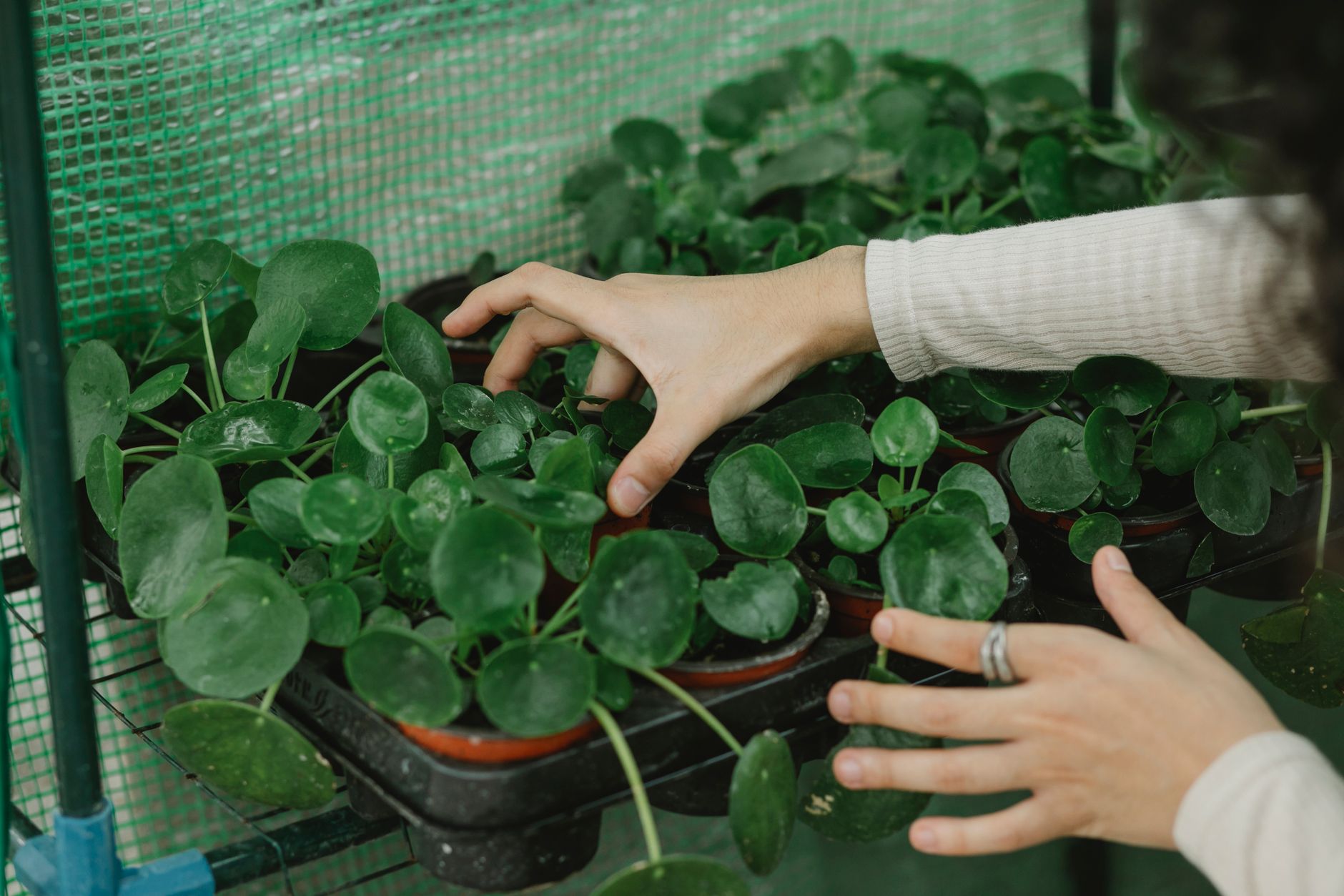 Comment votre jardin peut survivre à la sécheresse de 2026 ?