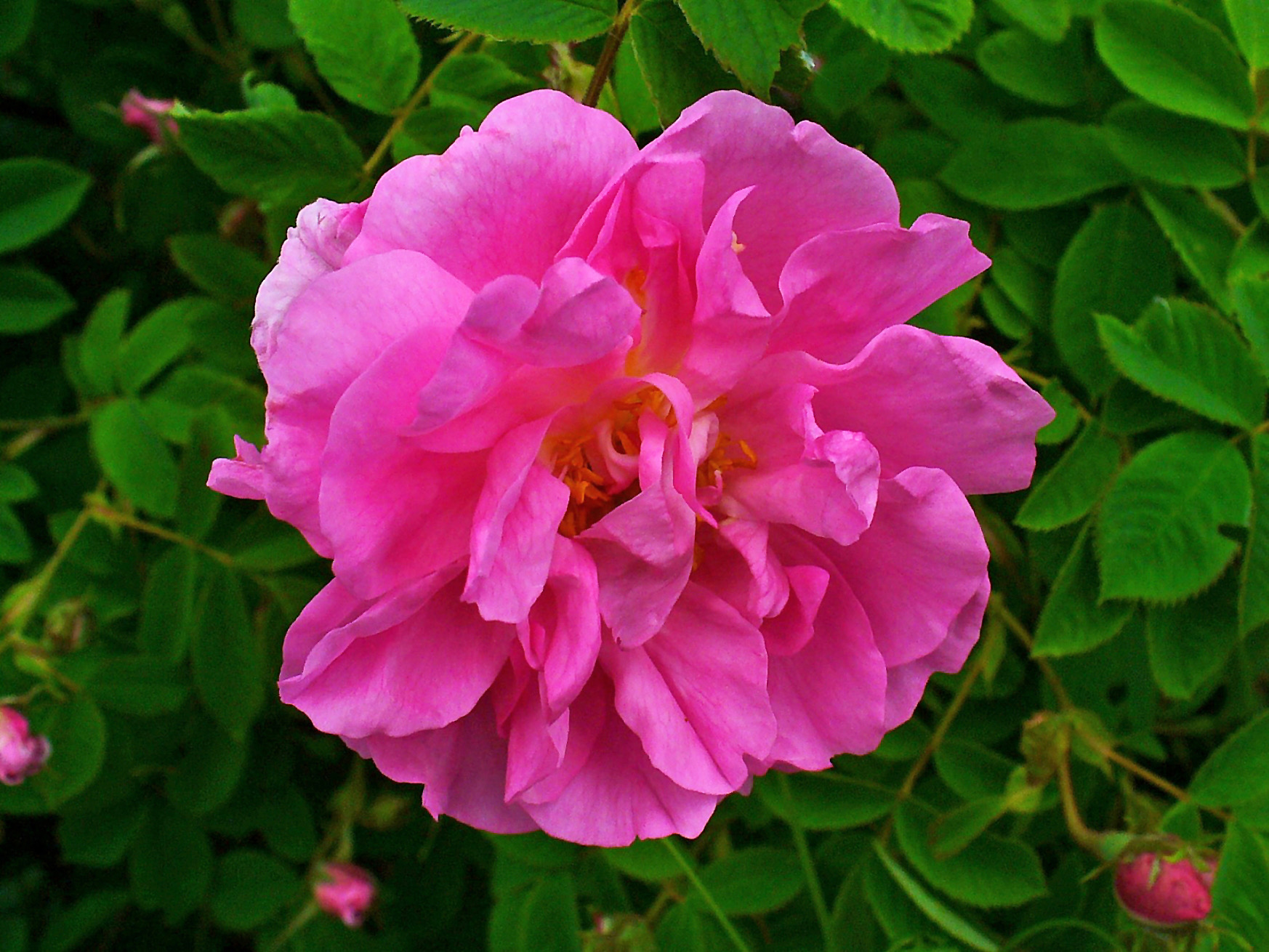 fleur de rose de Damas, la variété distillée pour la parfumerie