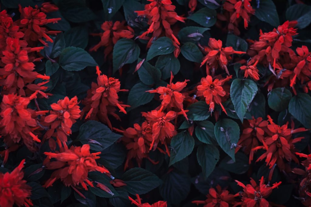 Comment tailler la salvia pour qu&rsquo;elle fleurisse plus longtemps ?