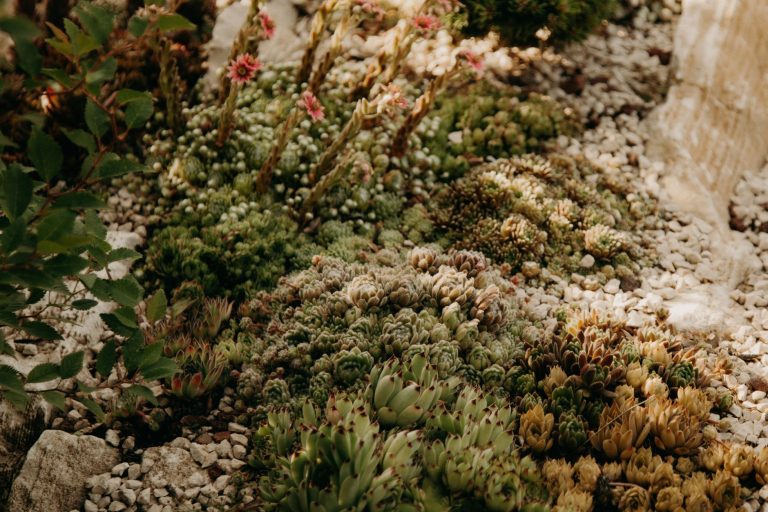Comment votre jardin peut survivre à la sécheresse de 2026 ?