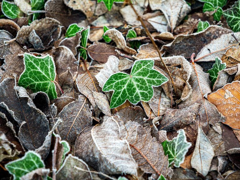 Préparez votre jardin pour l&rsquo;hiver : les erreurs à éviter absolument