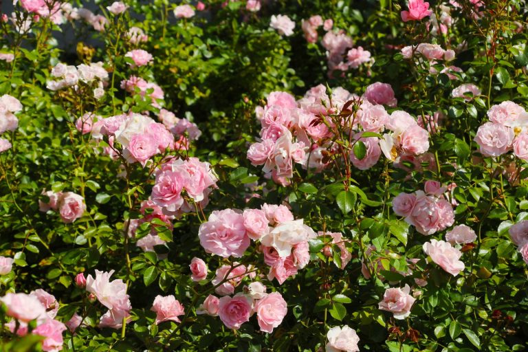 Relancer la floraison de votre rosier en septembre