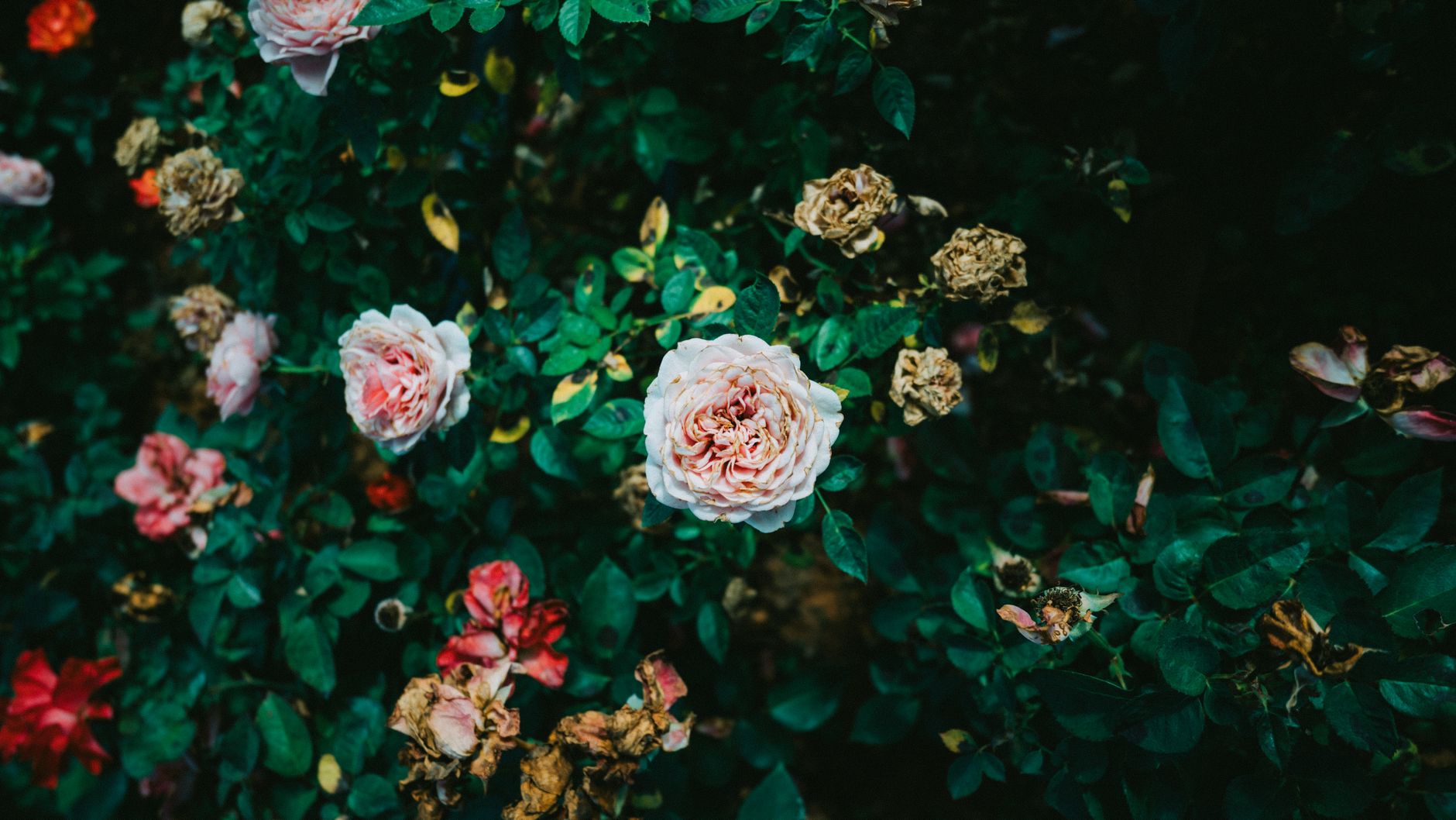 Relancer la floraison de votre rosier en septembre