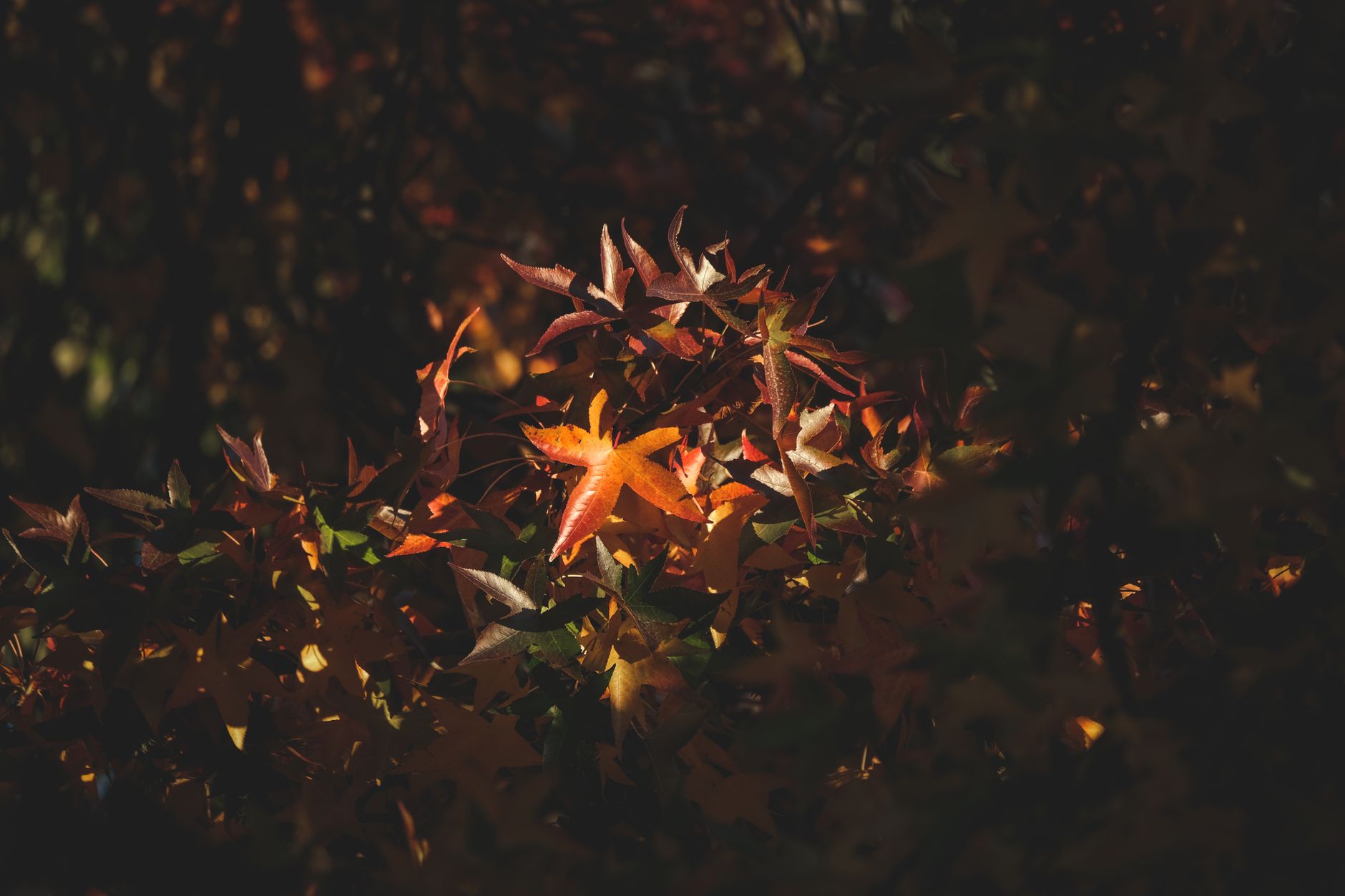 Choisir des Liquidambars pour un Automne Éclatant