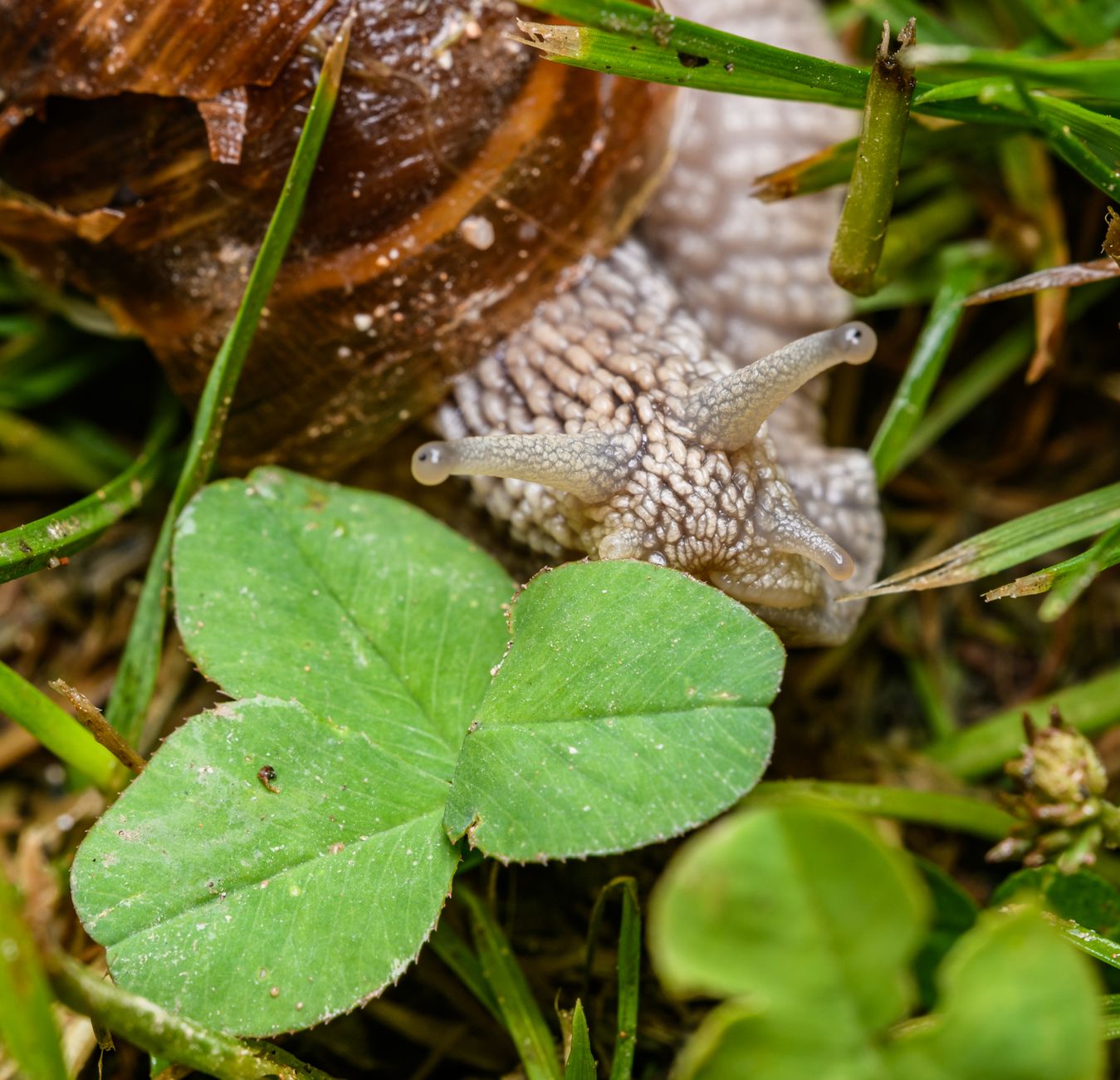 Astuces pour lutter contre les limaces dans votre jardin