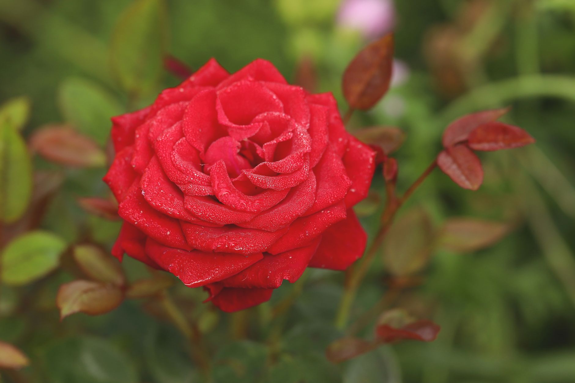 Permis rose en France : date limite imminente pour le remplacer