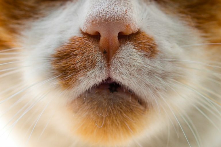 Pourquoi un chat ronronne : ce que ce bruit signale vraiment