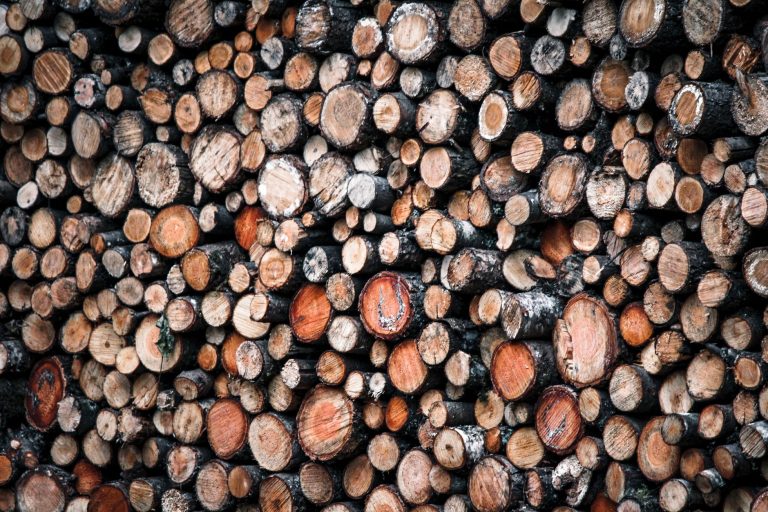 Ramasser du bois en forêt : une économie risquée ?