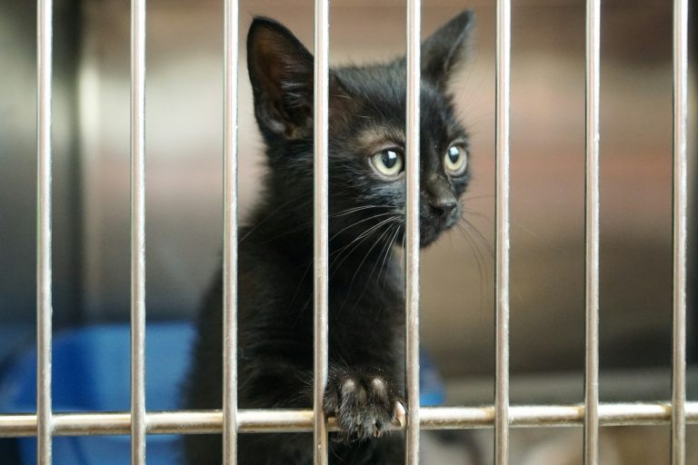 Dijon : Comment sauver les chats menacés par la démolition imminente ?